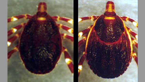 What is Crimean-Congo haemorrhagic fever? What is Crimean-Congo haemorrhagic fever?