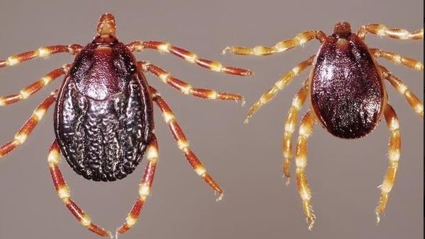 Symptoms of Crimean-Congo haemorrhagic fever: Symptoms of Crimean-Congo haemorrhagic fever:
