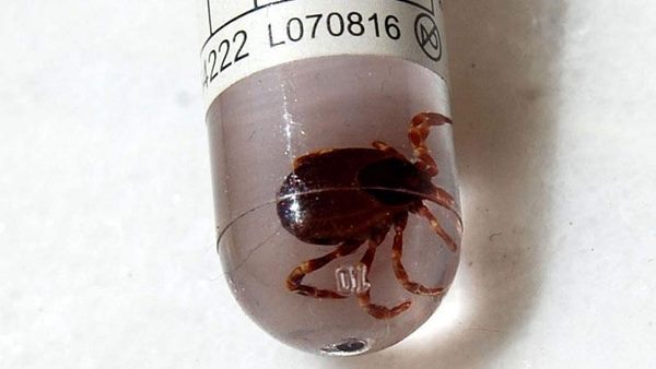 Prevention and control measures for Crimean-Congo haemorrhagic fever Prevention and control measures for Crimean-Congo haemorrhagic fever