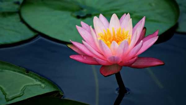 Lotus