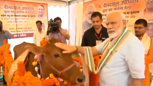 PM Modi adores a cow during the launching event of NADCP