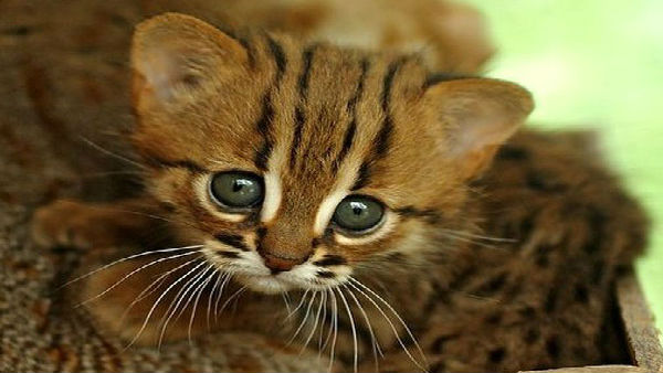 Mumbai man fined Rs 9,150 for cruelly killing cat Mumbai man fined Rs 9,150 for cruelly killing cat