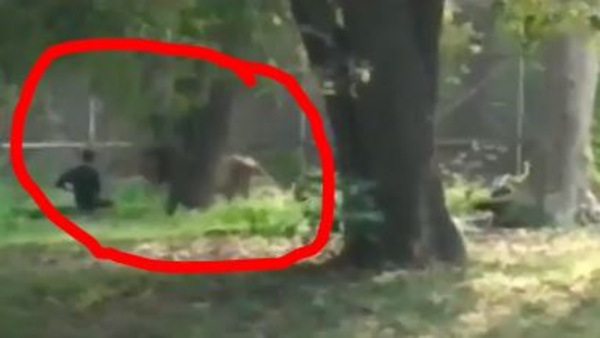 Man falls and lands in front of Lion King at Delhi Zoo Man falls and lands in front of Lion King at Delhi Zoo