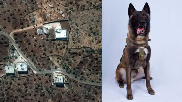 What makes Belgian Malinois breed so special?