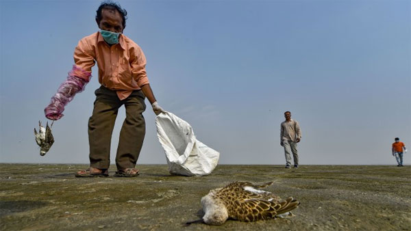 Civic workers collect dead birds at the Sambhar Salt Lake in Rajasthan