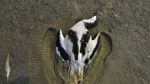 Dead bird is seen in the foreground