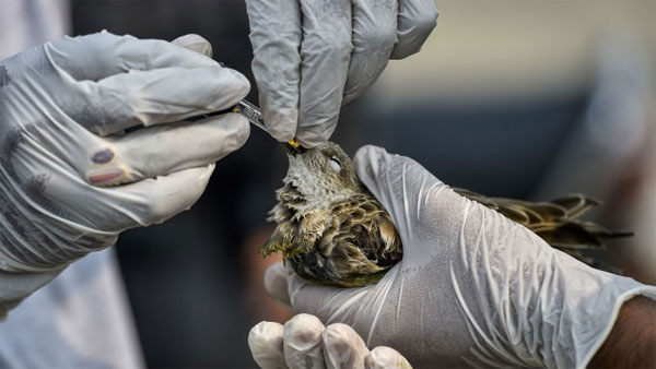 Civic worker rescues birds