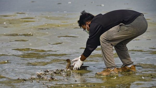 Wildlife Creatures Organization (WCO) members rescues a bird at the Sambhar Salt Lake in Rajasthan