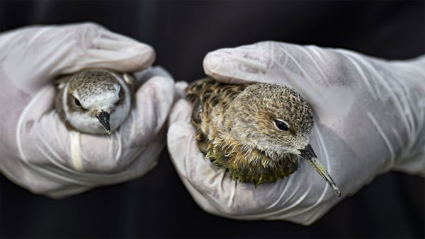 Unique varieties of birds