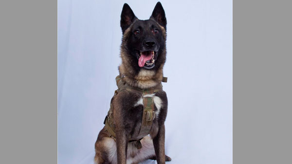 'Hero' dog to get a White House homecoming: