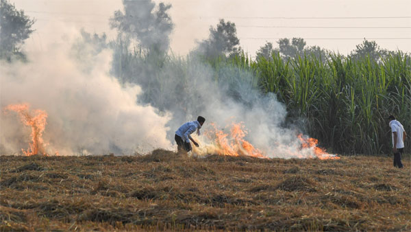 Why do farmers burn stubble?