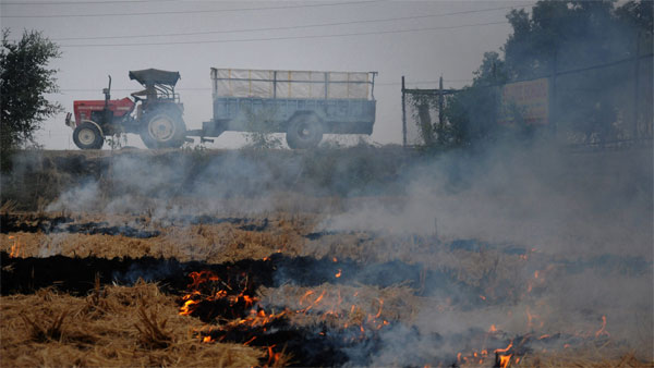 SC asks Punjab, Haryana, U.P. to end stubble burning immediately: