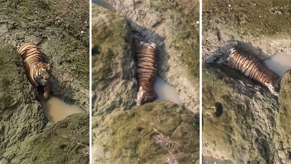 Tiger trapped in Maharashtra Tiger trapped in Maharashtra