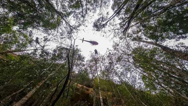 Firefighters save endangered Wollemi pines