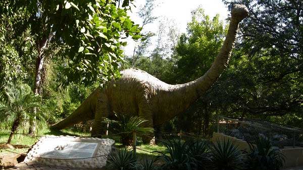 Australia's dinosaur-era pines