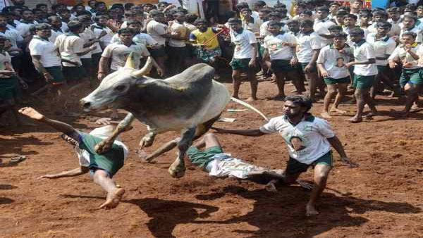 Mattu Pongal: