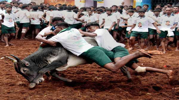 Preparations started for the conduct of jallikattu
