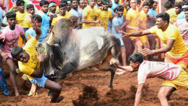 Madurai gears up for Jallikattu