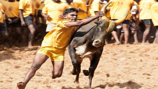 What is Jallikattu?