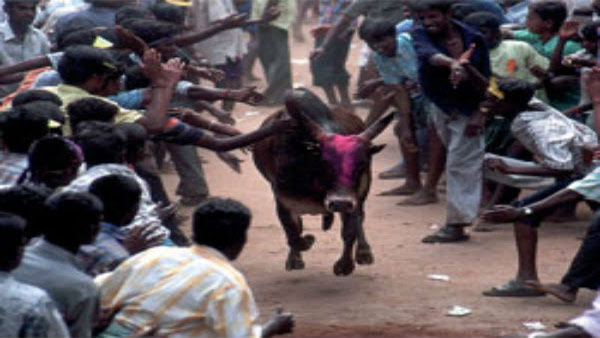 Tamil Nadu's bull taming tradition: