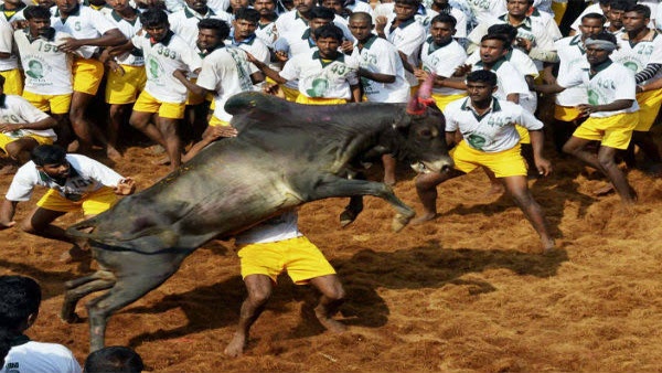 What is the controversy around Jallikattu?
