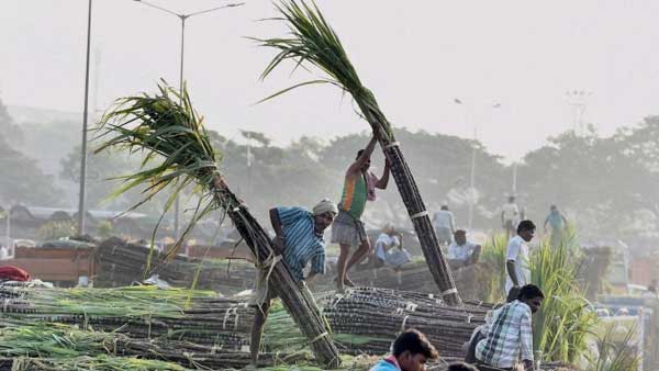 Farmers unload sugarcane from trucks: