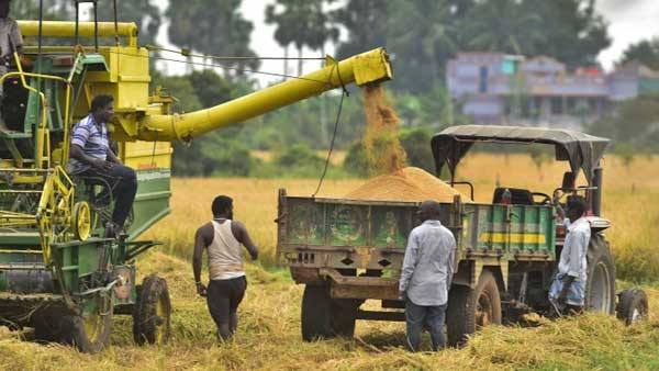 Farmers engaged in reaping at a paddy farm: