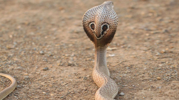 Chinas coronavirus may have transmitted to humans from snakes Chinas coronavirus may have transmitted to humans from snakes