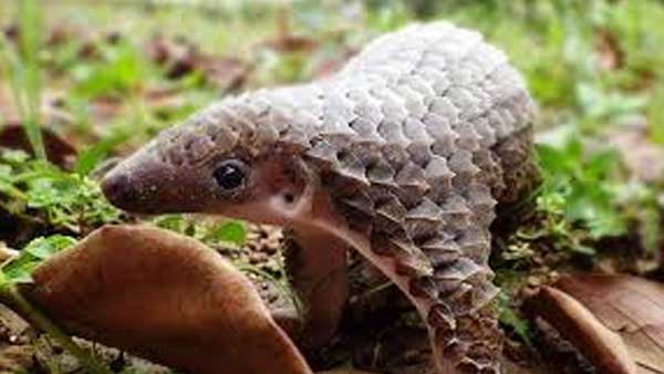 Chinese scientists believe pangolins may have spread coronavirus Chinese scientists believe pangolins may have spread coronavirus