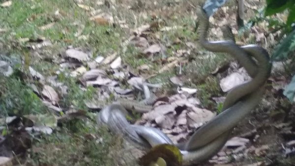 Swarm of mating snakes prompts partial closure of Florida city park Swarm of mating snakes prompts partial closure of Florida city park