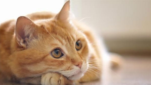 Cat found infected with coronavirus in Belgium Cat found infected with coronavirus in Belgium