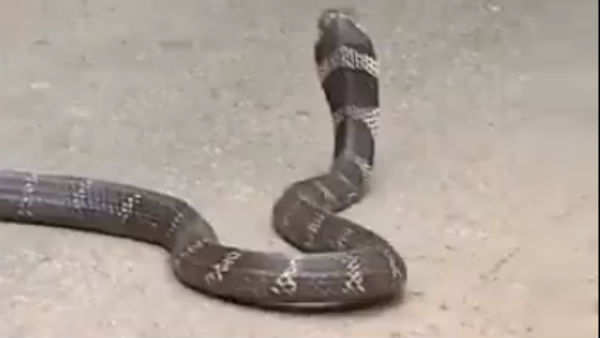 Lockdown offer: Now adopt cobra @ Rs 2k/per annum, elephant @ Rs 1.75 lakh at Bluru zoo Lockdown offer: Now adopt cobra @ Rs 2k/per annum, elephant @ Rs 1.75 lakh at Bluru zoo