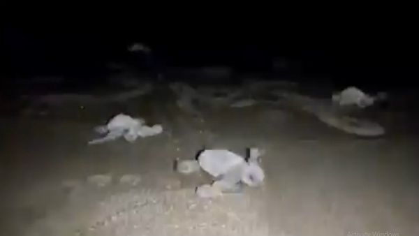 Watch: Turtles emerge from next at Goa beach Watch: Turtles emerge from next at Goa beach