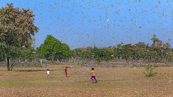 Chances of locusts reaching Karnataka remote Chances of locusts reaching Karnataka remote