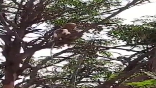 Monkeys flee with COVID-19 samples in UPs Meerut Monkeys flee with COVID-19 samples in UPs Meerut