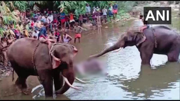 Death of pregnant elephant: FIR against unidentified persons Death of pregnant elephant: FIR against unidentified persons