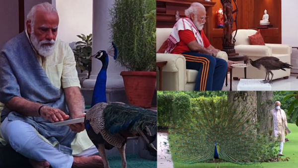 PM Modi posts video of him feeding peacocks during morning routine of exercises PM Modi posts video of him feeding peacocks during morning routine of exercises