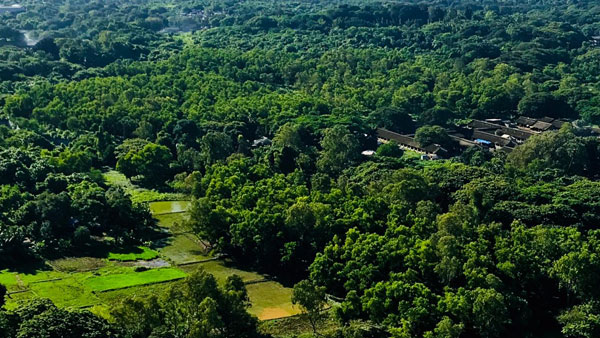 Aarey forest Aarey forest