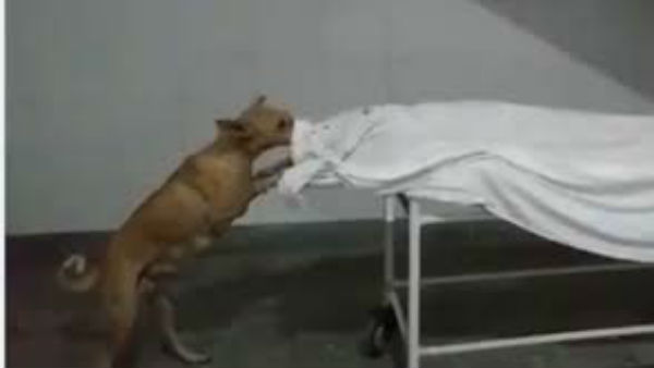 Video of stray dog licking girls body at UP hospital surfaces; 2 employees suspended Video of stray dog licking girls body at UP hospital surfaces; 2 employees suspended