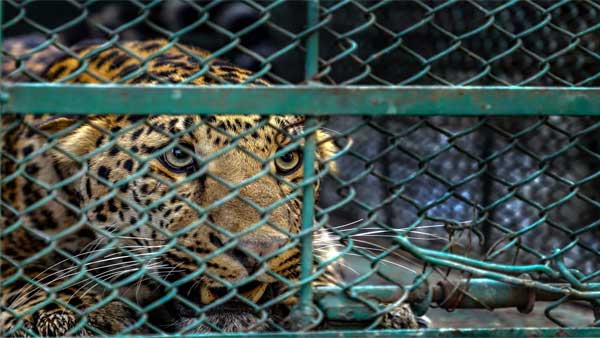 Leopard hiding in Dehradun airport rescued Leopard hiding in Dehradun airport rescued