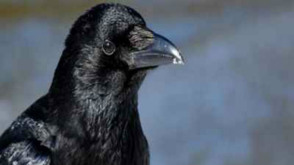 Bird flu virus detected in dead crows in Indore