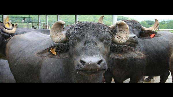 Around 25 buffaloes die in Odisha district, trigger panic Around 25 buffaloes die in Odisha district, trigger panic