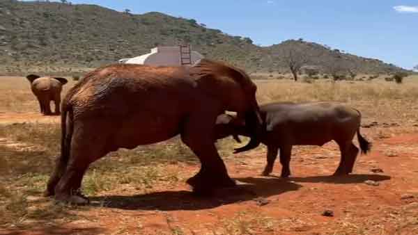 Watch video: Rare friendship between elephant and buffalo blossoms Watch video: Rare friendship between elephant and buffalo blossoms