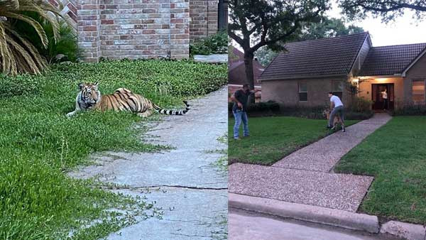 US: Missing Bengal tiger has been found safe, healthy, says Houston police US: Missing Bengal tiger has been found safe, healthy, says Houston police
