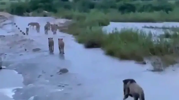 The truth behind the video of lions at Gir in the aftermath of cyclone Tauktae The truth behind the video of lions at Gir in the aftermath of cyclone Tauktae