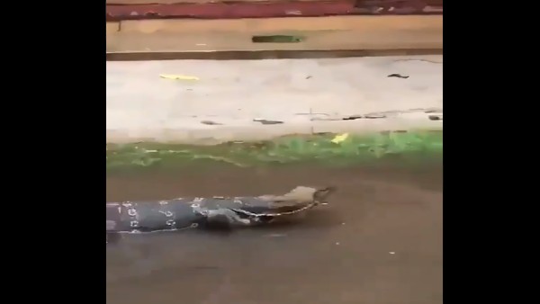 Monitor lizard spotted in Kolkata streets amid cyclone Yaas? Video goes viral Monitor lizard spotted in Kolkata streets amid cyclone Yaas? Video goes viral