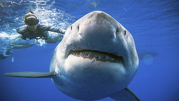Sharks use Earths magnetic field as a GPS, to swim long distances, scientists say Sharks use Earths magnetic field as a GPS, to swim long distances, scientists say