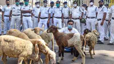 sheep protest outside Raj Bhavan sheep protest outside Raj Bhavan