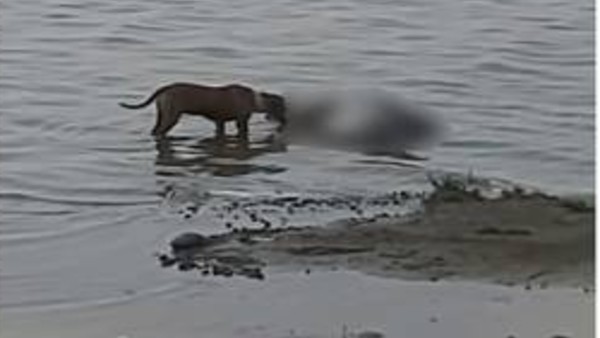 District admin cremates 2 more bodies found near Ganga in UP after video of dogs mauling them goes viral District admin cremates 2 more bodies found near Ganga in UP after video of dogs mauling them goes viral
