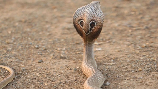 New research records 8 more species of snakes in New Delhi New research records 8 more species of snakes in New Delhi